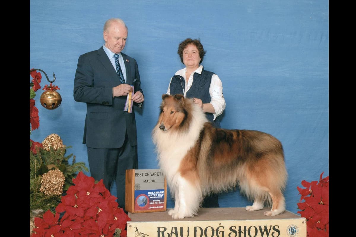 Collie Puppies breeder image 5