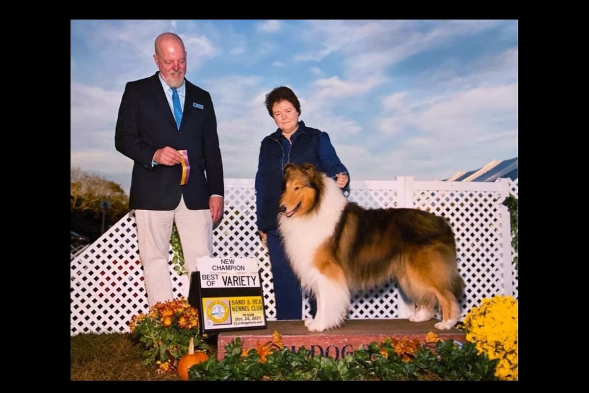 Collie Puppies breeder image 18