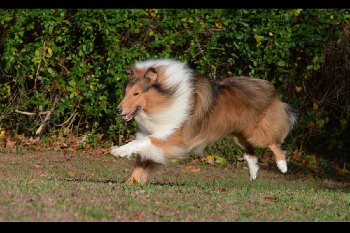 Collie Puppies breeder image 24