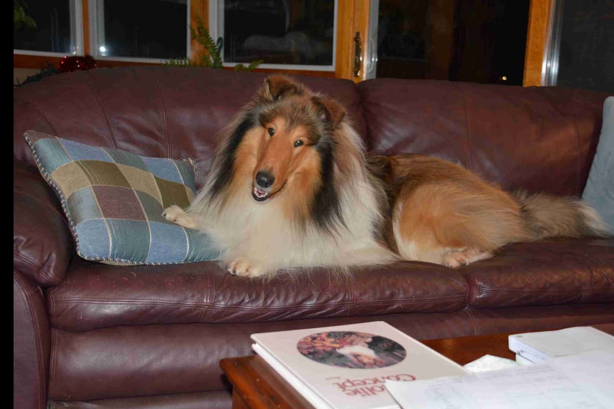 Collie Puppies breeder image 25