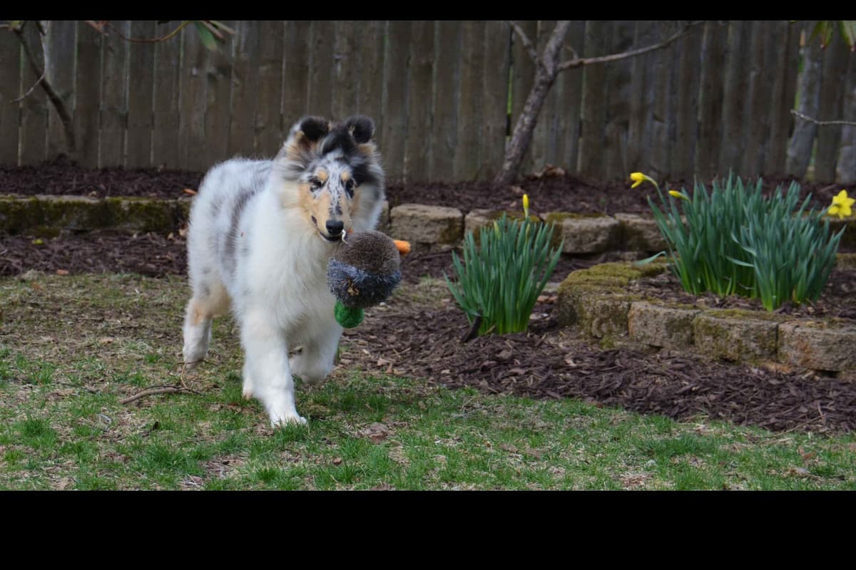 Collie Puppies breeder image 17