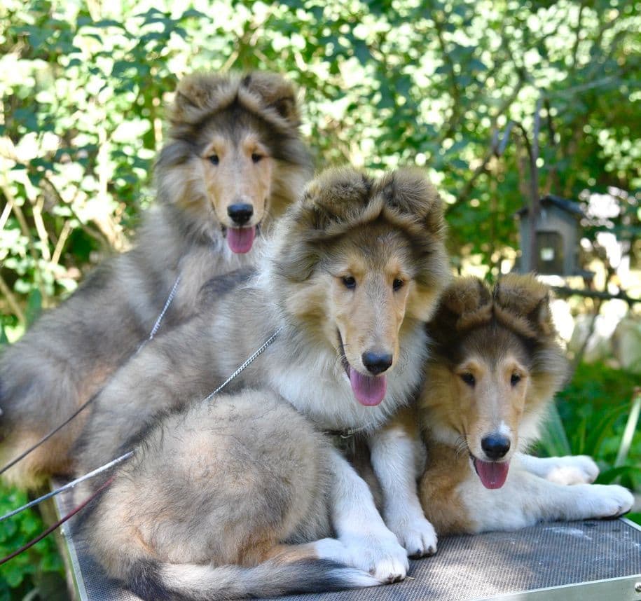 Collie Puppies breeder image 27