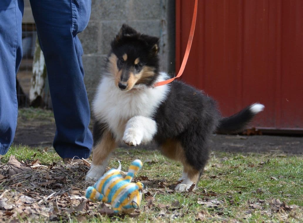 Collie Puppies breeder image 13