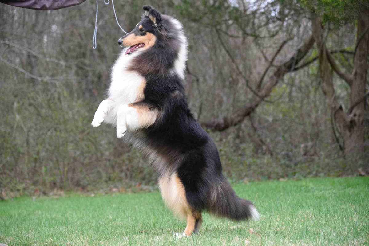 Collie Puppies breeder image 2