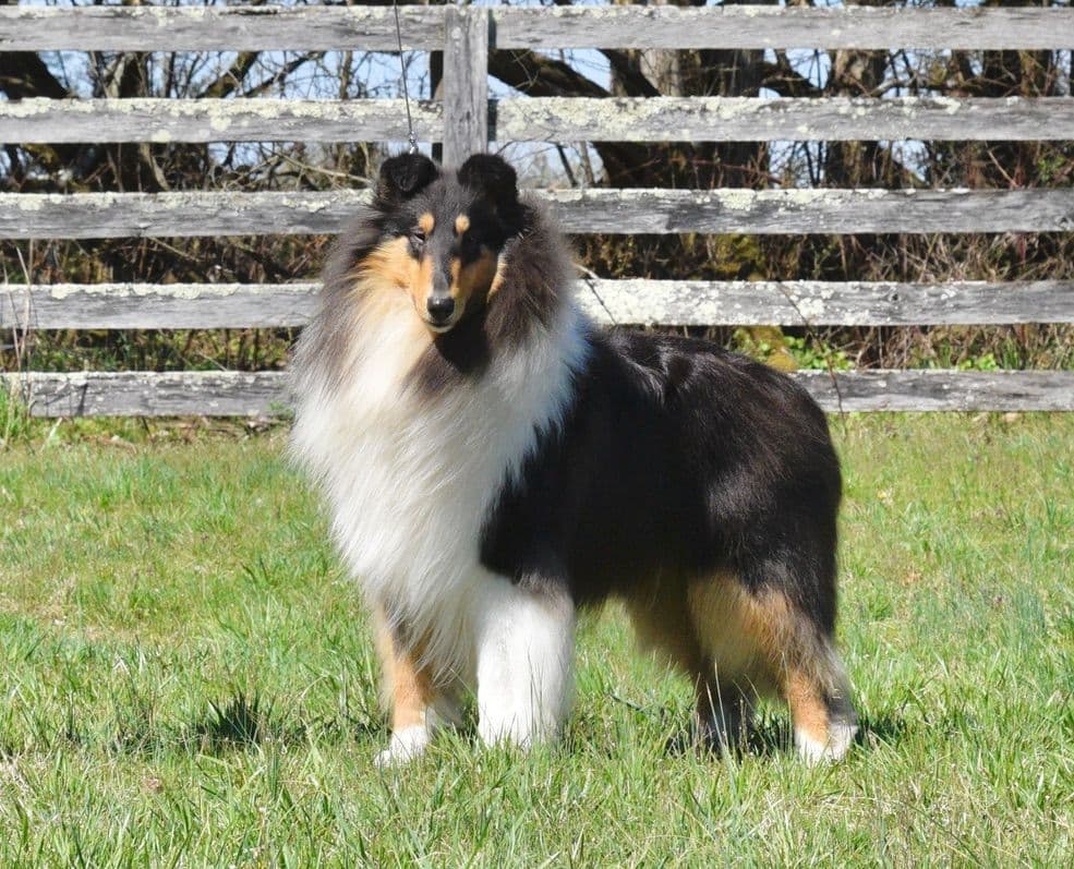 Collie Puppies breeder image 12