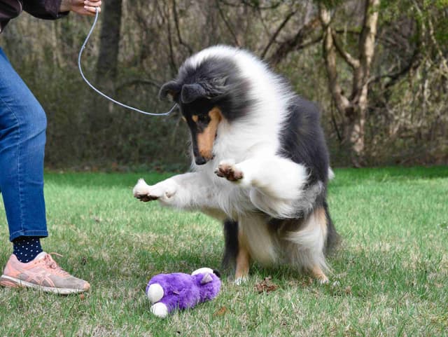 Collie Puppies Coming Soon media 3