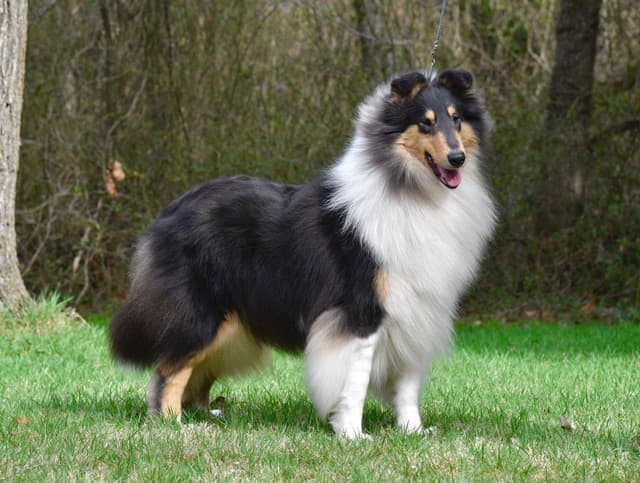 Collie Puppies Coming Soon media 2