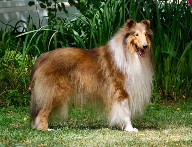 Collie Puppies media 9