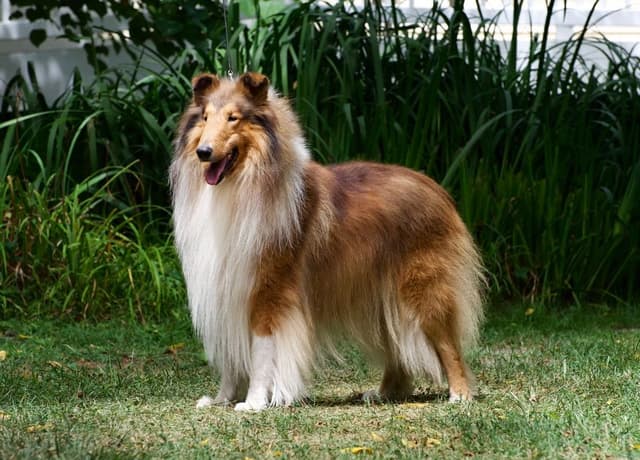 Collie Puppies media 10