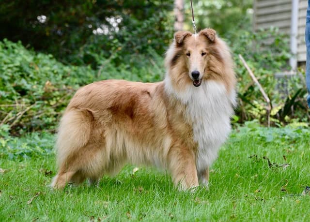 Collie Puppies media 11