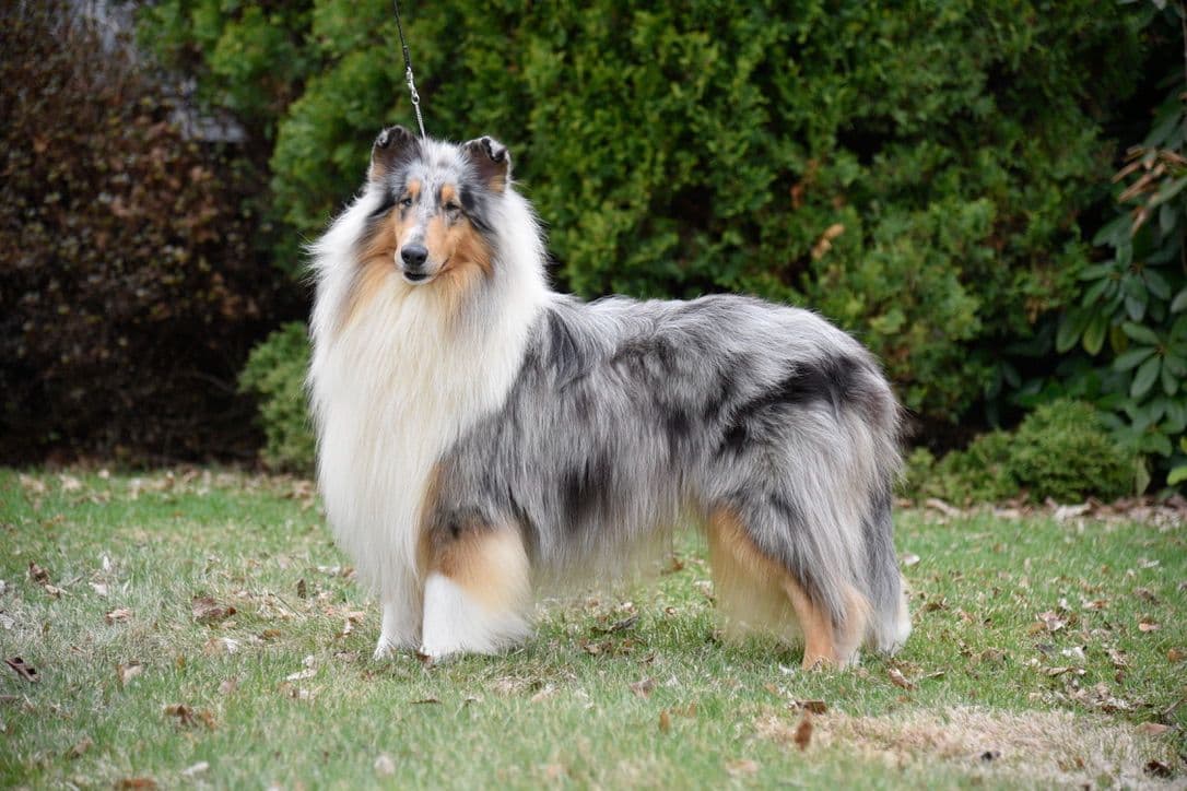 Collie Puppies breeder image 1