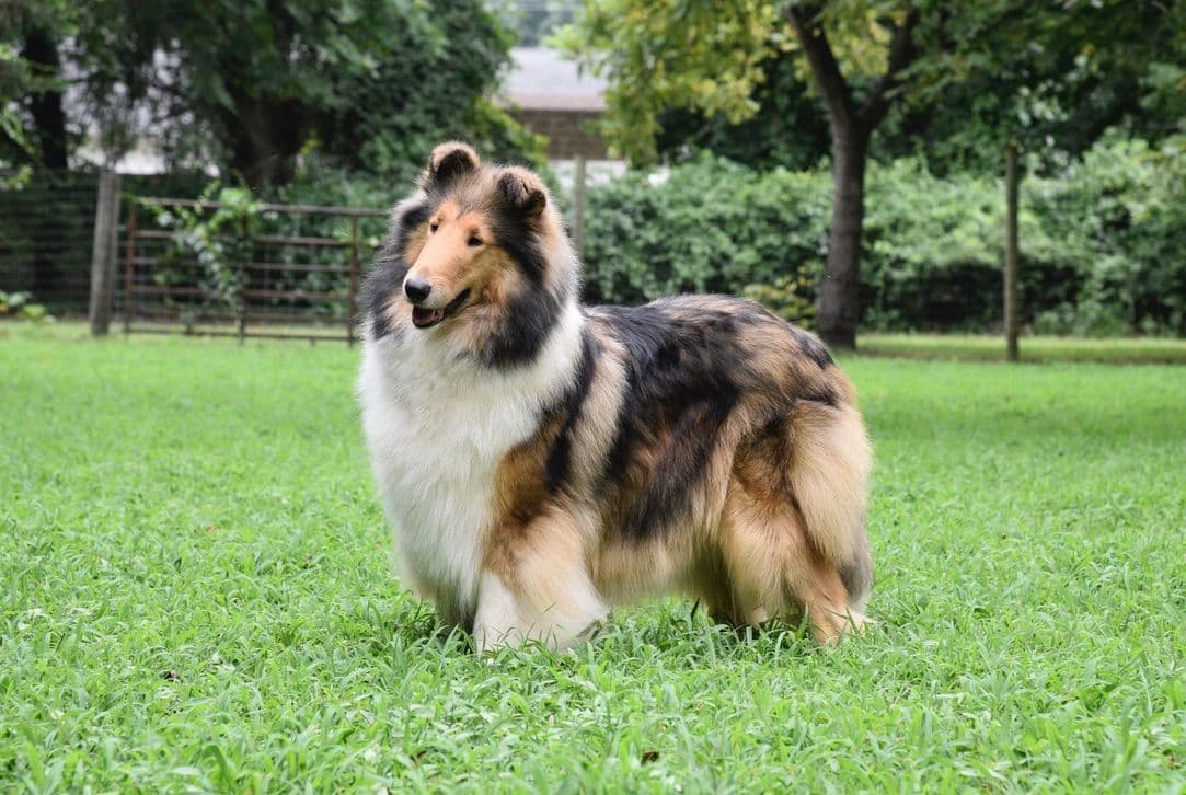 Collie Puppies breeder image 26