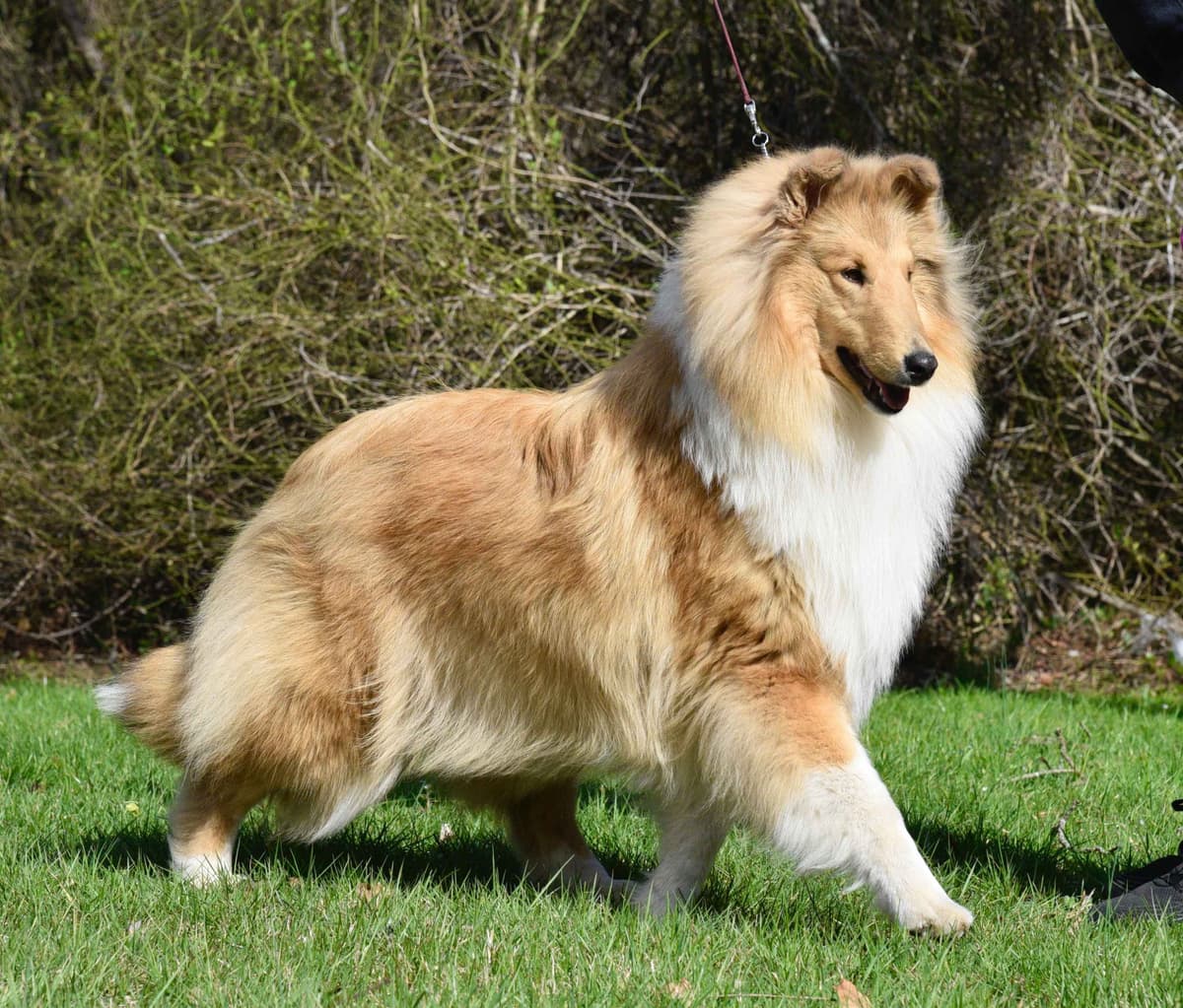 Collie Puppies breeder image 14