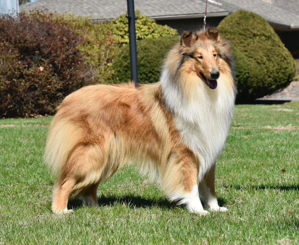 Collie Puppies breeder image 29