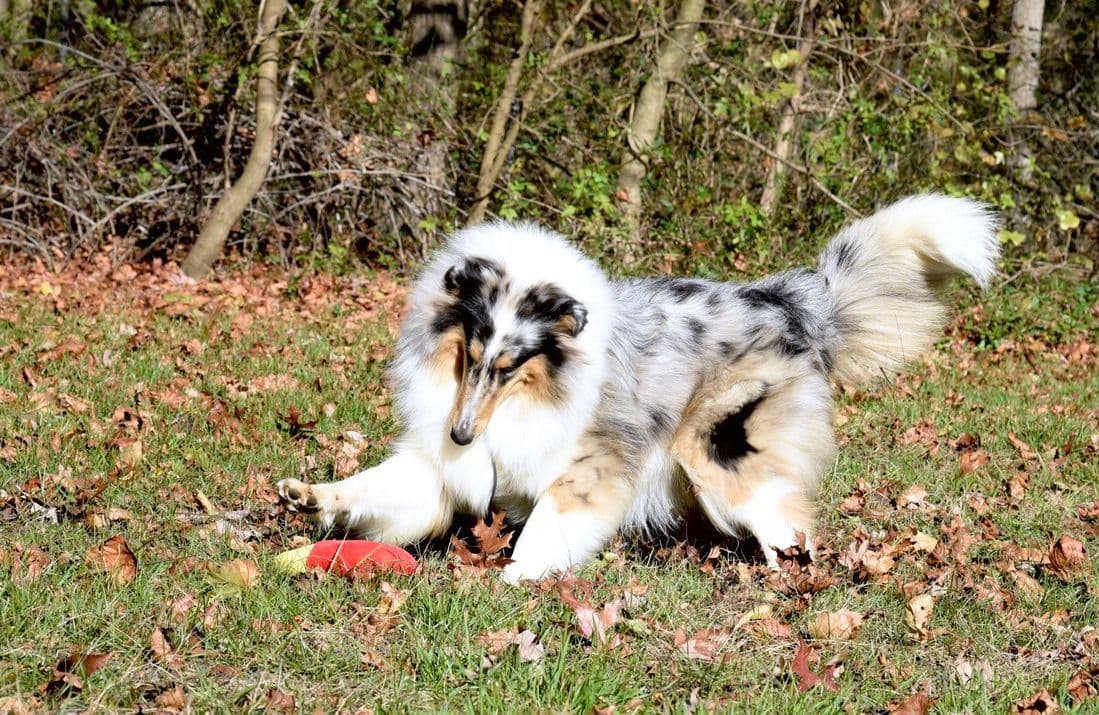 Collie Puppies breeder image 30