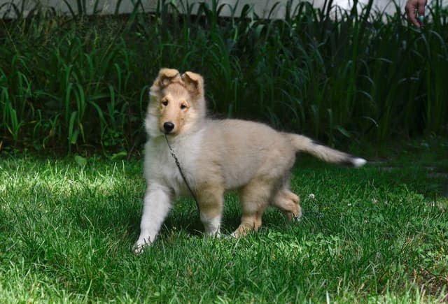 Collie Puppies media 5