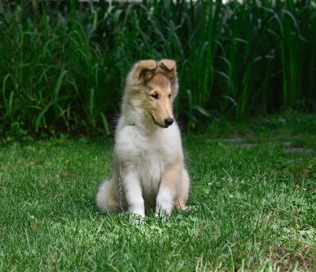 Collie Puppies media 6