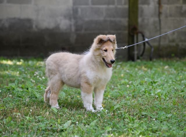 Collie Puppies media 7