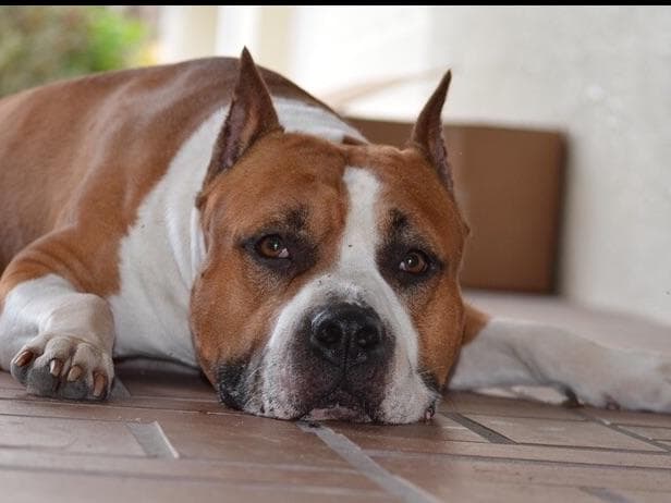 Focusing on Heath, Temperament, and Type breeder image 2