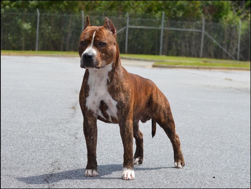 Focusing on Heath, Temperament, and Type breeder image 3