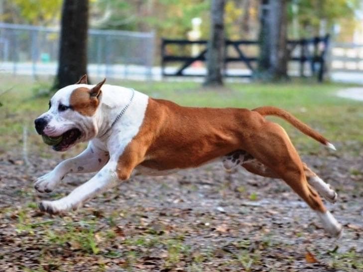 Focusing on Heath, Temperament, and Type breeder image 6