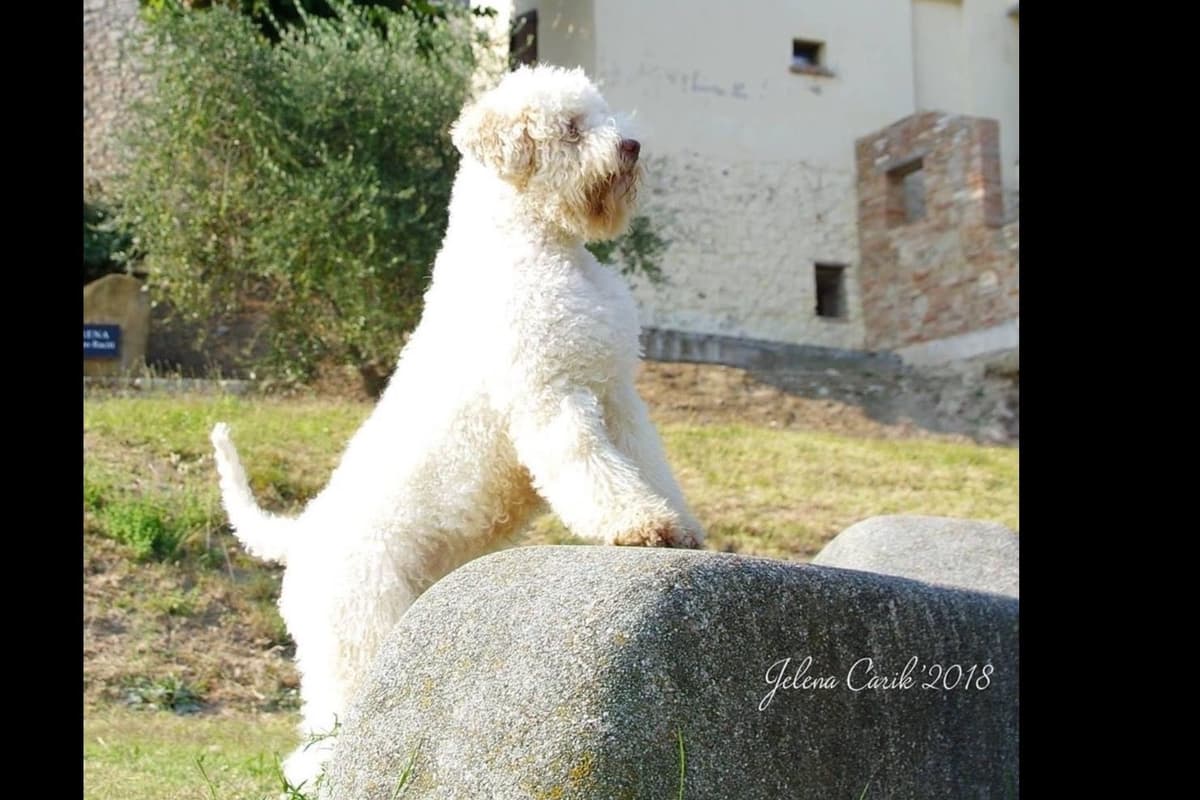 Focusing on Heath, Temperament, and Type breeder image 1