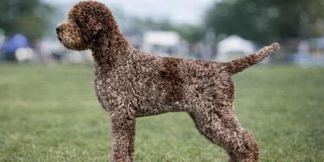 Lagotto Romagnolo Puppies media 25