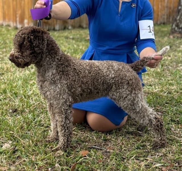 Lagotto Romagnolo Puppies media 26