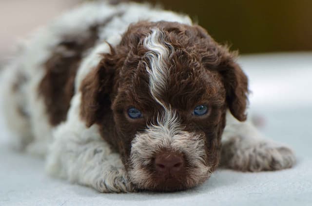 Lagotto Romagnolo Puppies media 4