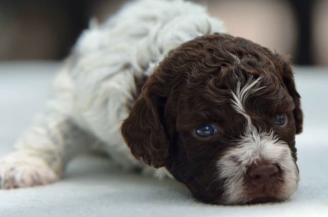 Lagotto Romagnolo Puppies media 20