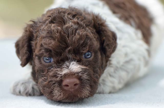 Lagotto Romagnolo Puppies media 8