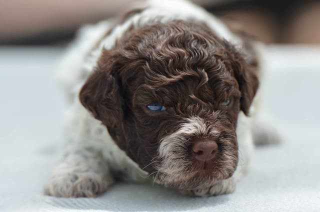 Lagotto Romagnolo Puppies media 12