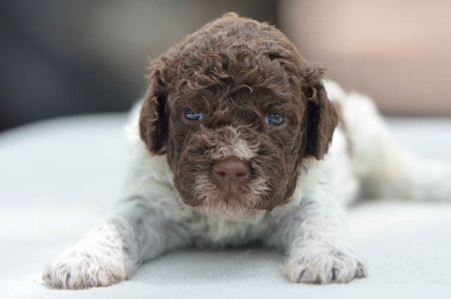 Lagotto Romagnolo Puppies media 16