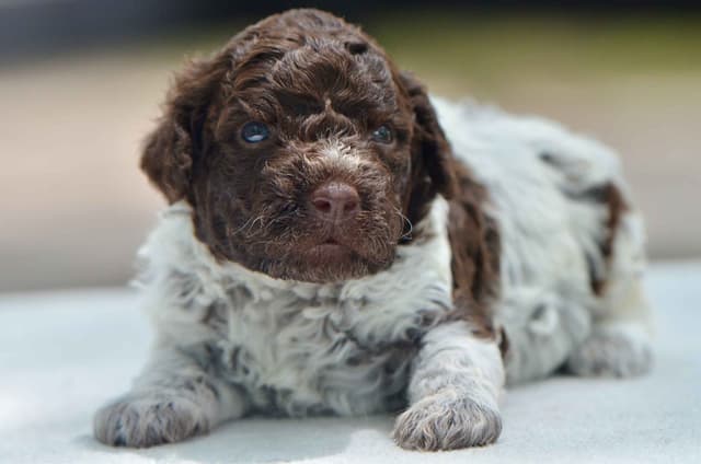 Lagotto Romagnolo Puppies media 24