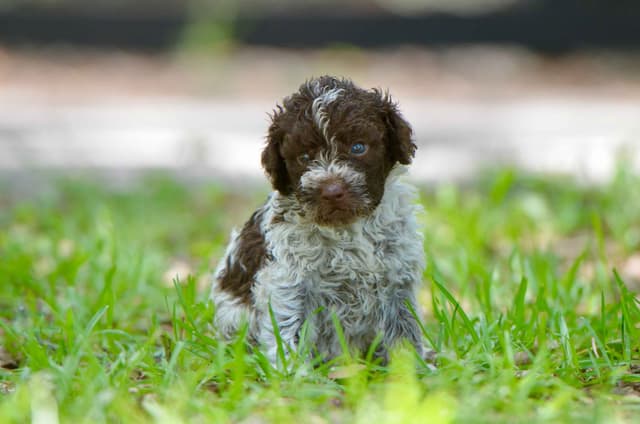 Lagotto Romagnolo Puppies media 3