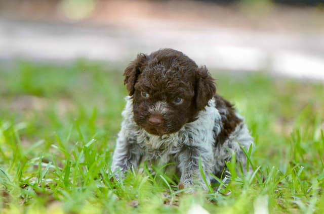 Lagotto Romagnolo Puppies media 7