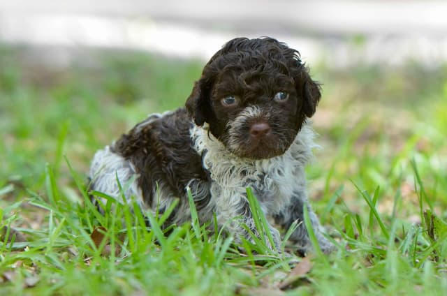 Lagotto Romagnolo Puppies media 11