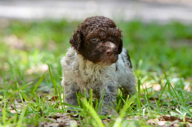 Lagotto Romagnolo Puppies media 15