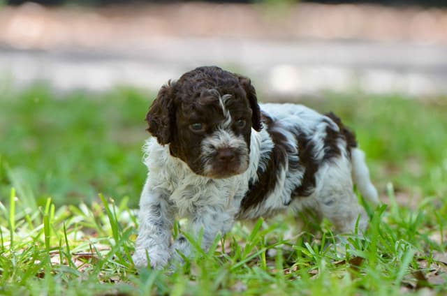 Lagotto Romagnolo Puppies media 19
