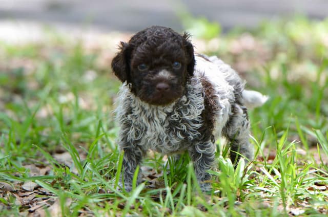 Lagotto Romagnolo Puppies media 23