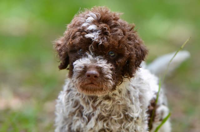 Lagotto Romagnolo Puppies media 2