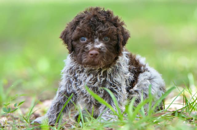 Lagotto Romagnolo Puppies media 6