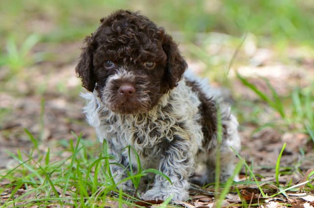 Lagotto Romagnolo Puppies media 10