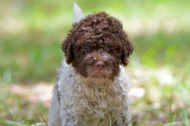Lagotto Romagnolo Puppies media 14