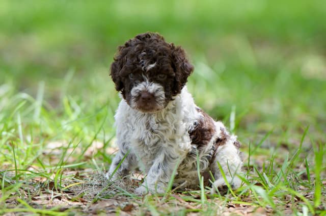 Lagotto Romagnolo Puppies media 18