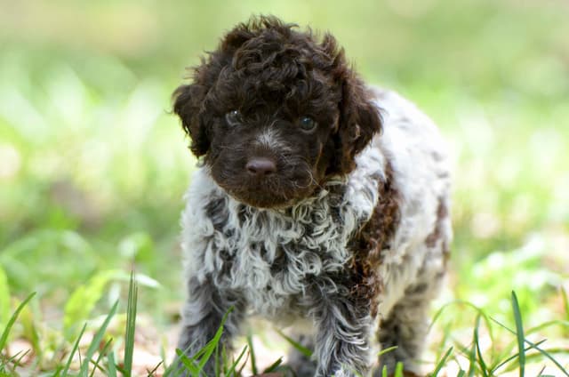 Lagotto Romagnolo Puppies media 22
