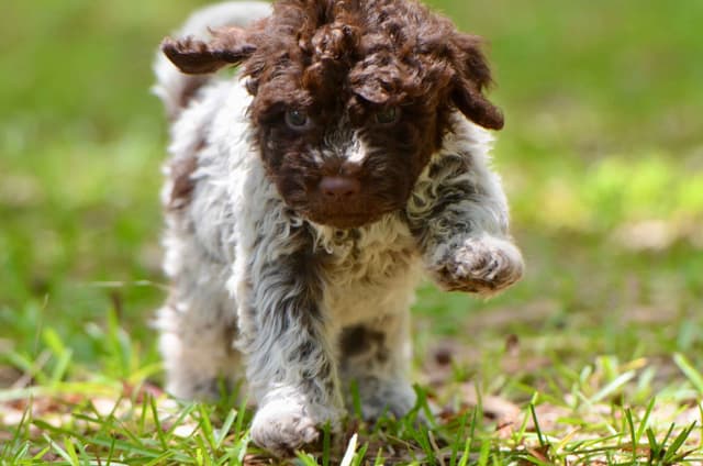 Lagotto Romagnolo Puppies media 5