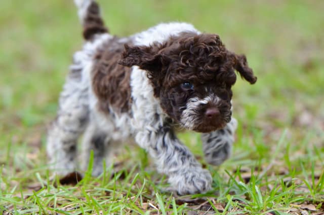 Lagotto Romagnolo Puppies media 9