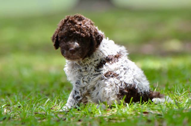 Lagotto Romagnolo Puppies media 13