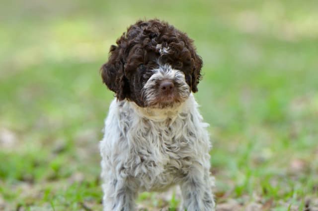 Lagotto Romagnolo Puppies media 17